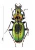 Pterostichus auratus